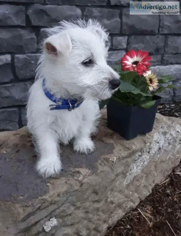 Westies