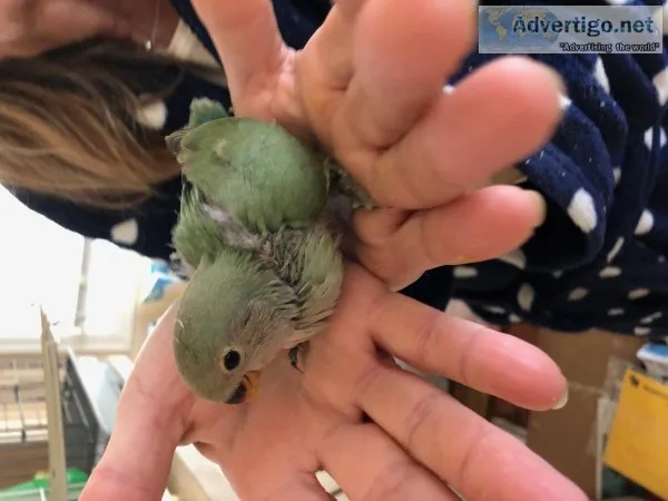 handfeed love bird
