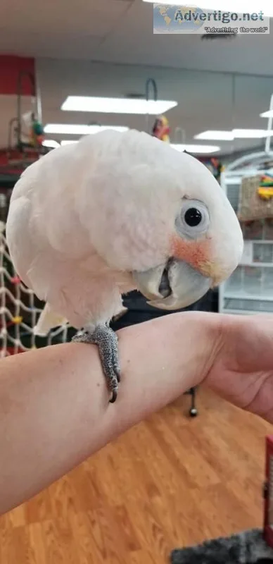 Adorable and friendly Goffin cockatoo