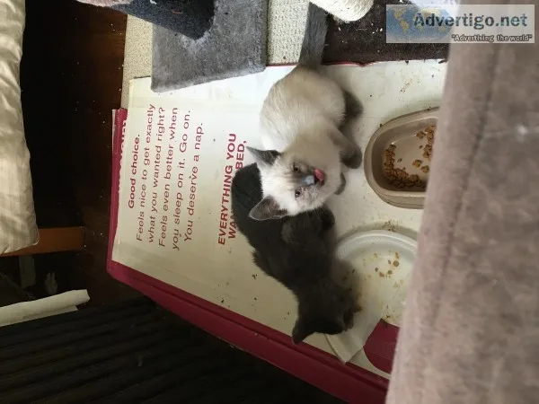 Kittens