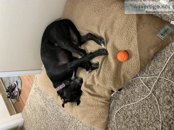 3 year old pitbull lab mix