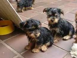 Yorkies Yorkies Yorkies. We Love Yorkies