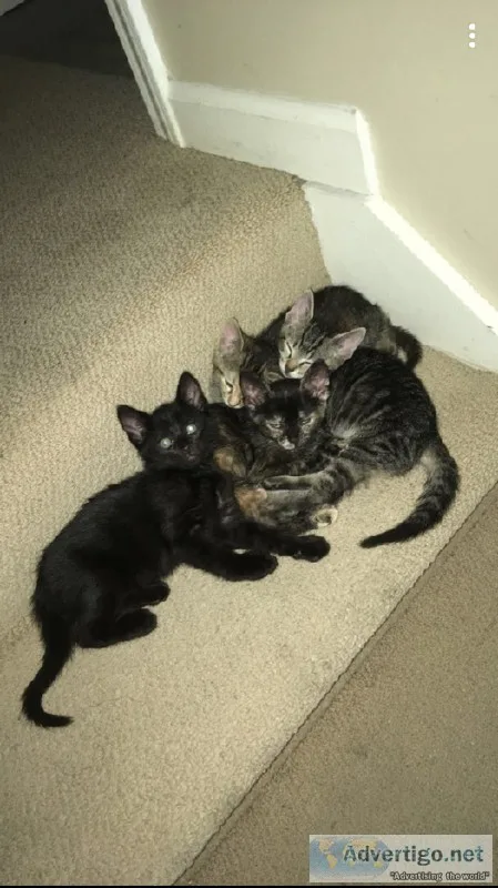 6 week old kittens to good home 10