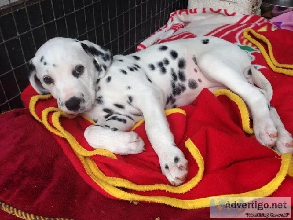Dalmatian puppys ready