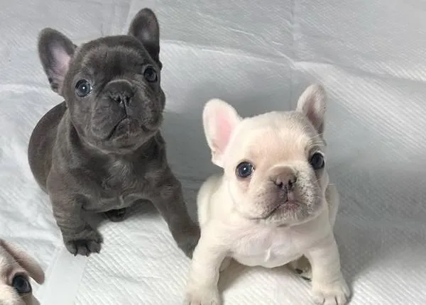 French Bull Dogs