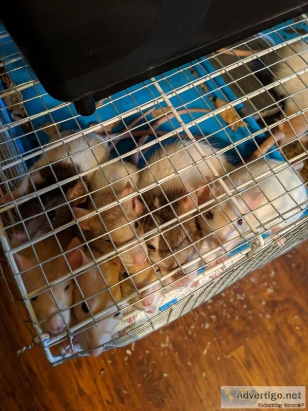 PET RATS (maleandfemale)