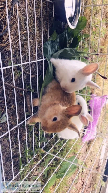 Miniature Rex Baby Bunnies