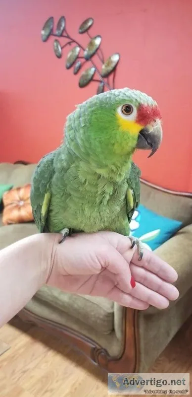 Mexican red head Amazon