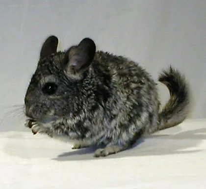 Chinchillas for sale