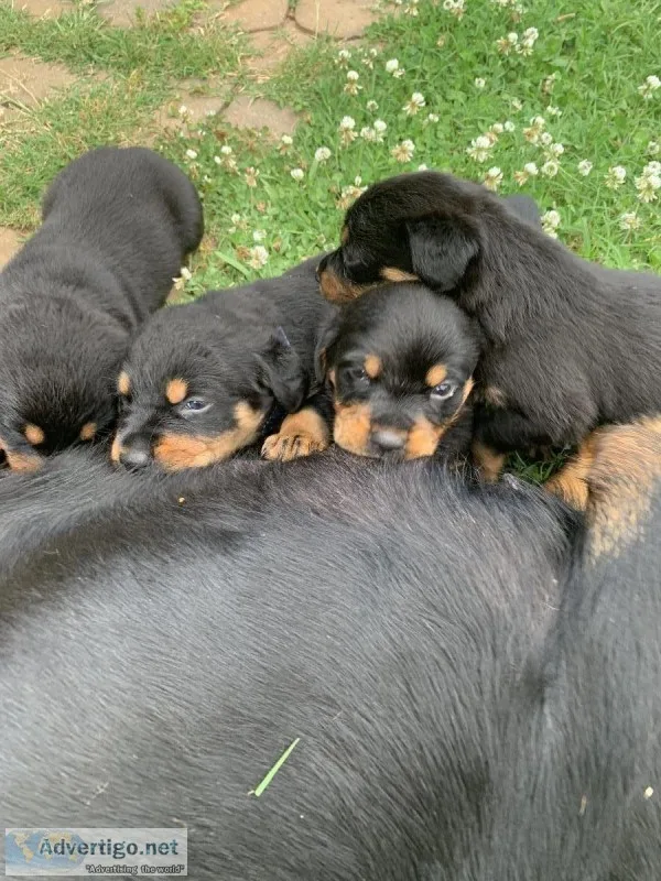 Rottweiler puppies