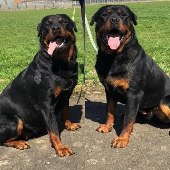 Gorgoues Rottweiler Pups For Sale