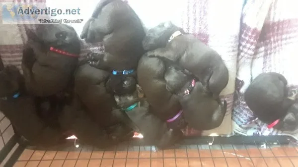 AKC Chocolate Lab Puppys