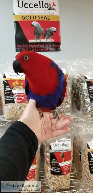 Beautiful Eclectus female
