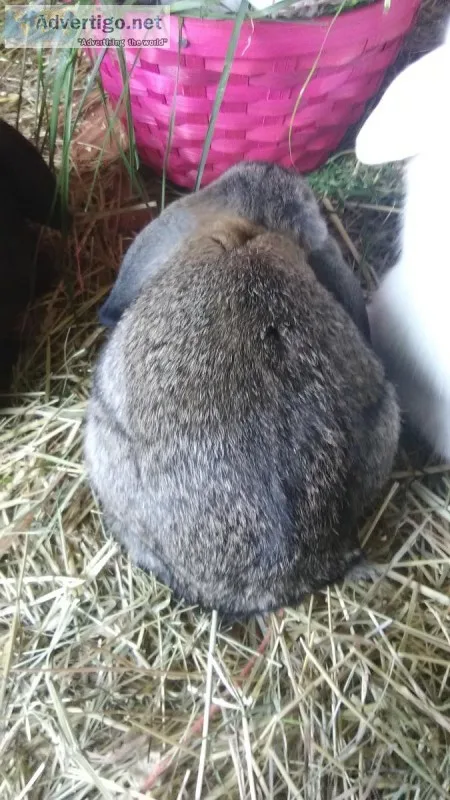 Holland Lop Earred Bunnies