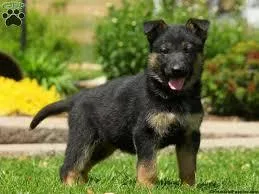 Female 12 weeks old German Shepherd