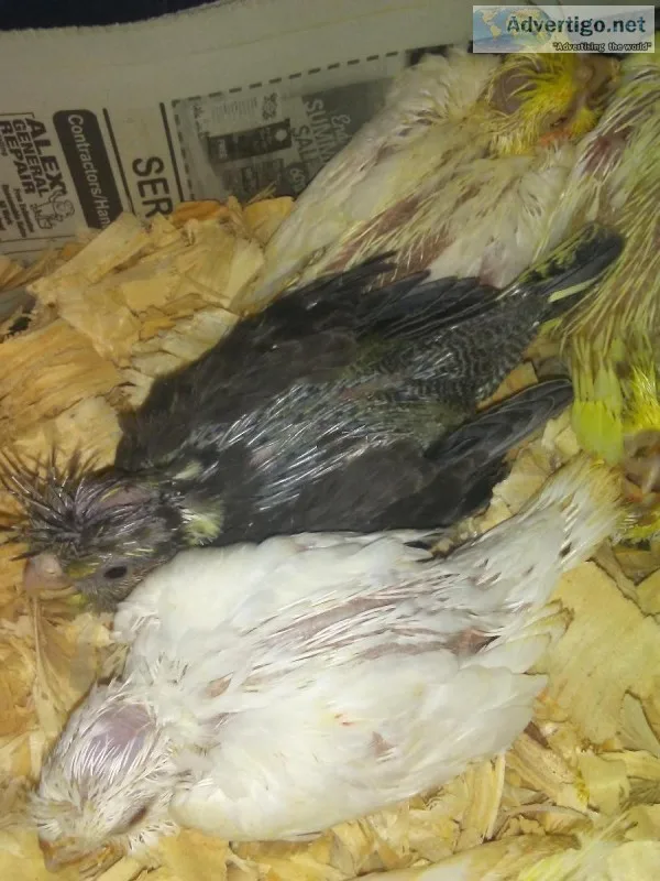 Cocktiel babies