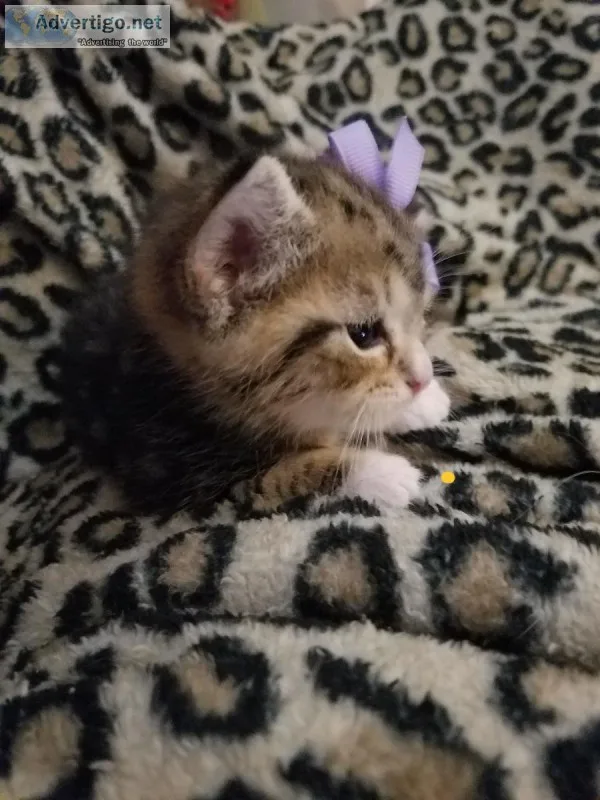 Cute cat for sale