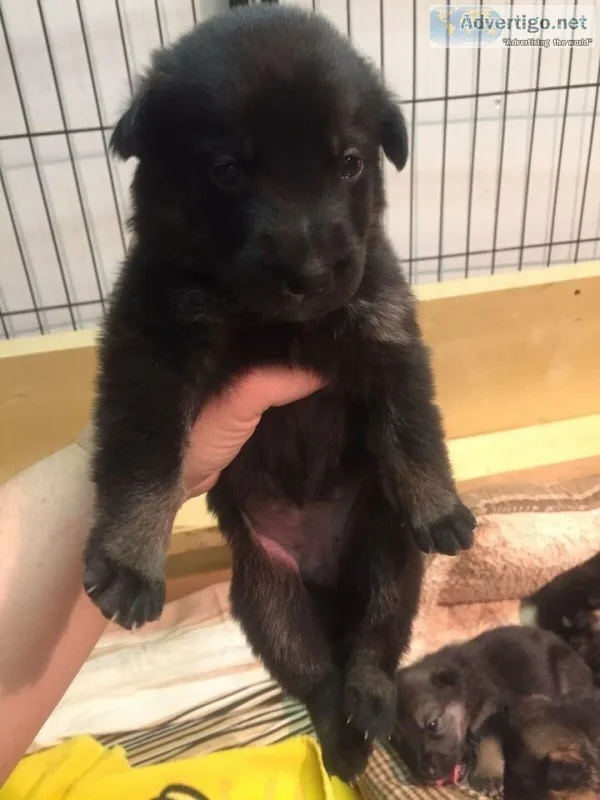 German Shepard