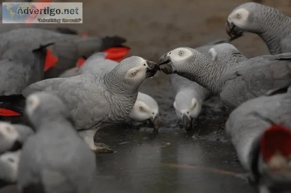 african grey parrots for sale