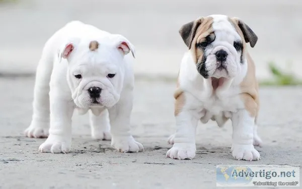 English Bulldog puppies