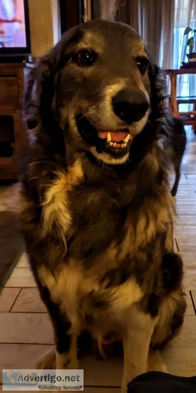 Beautiful shepherd mix