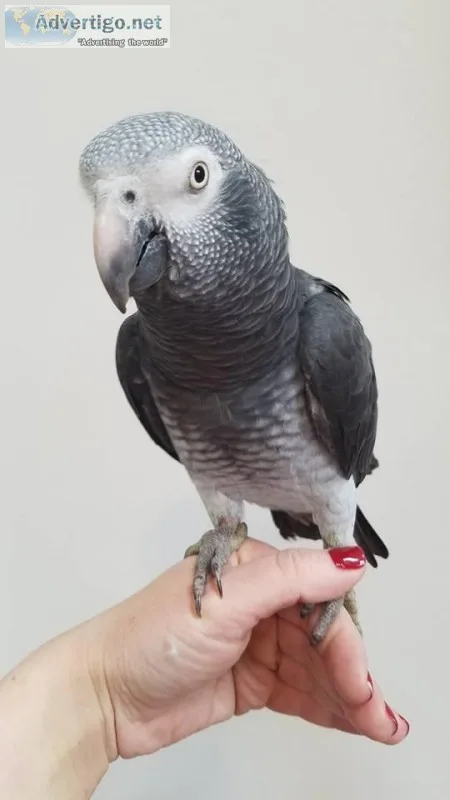 Timneh African grey