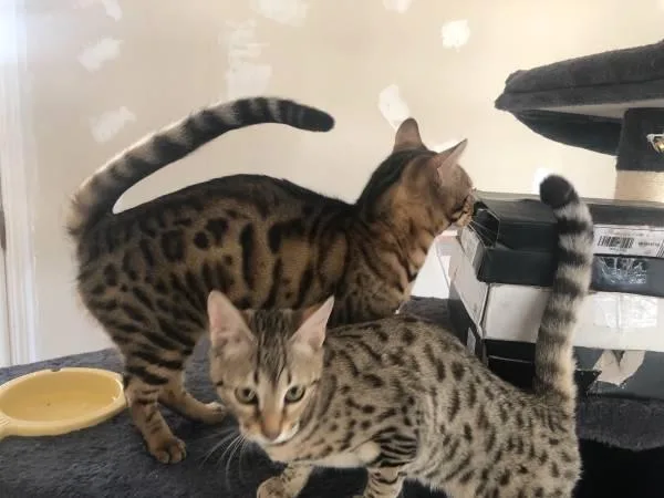 Cute Bengal Hittens Available