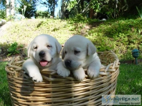 labrador puppies