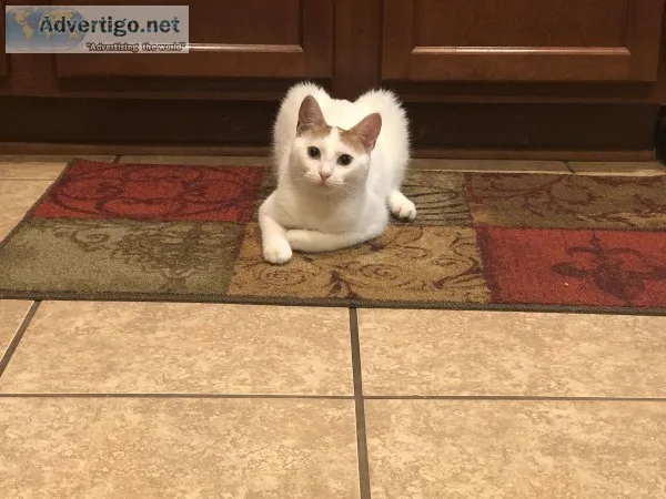 8 month old Cat
