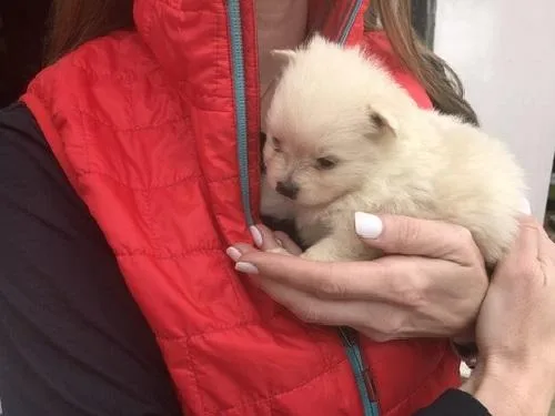 Pomeranian Puppies