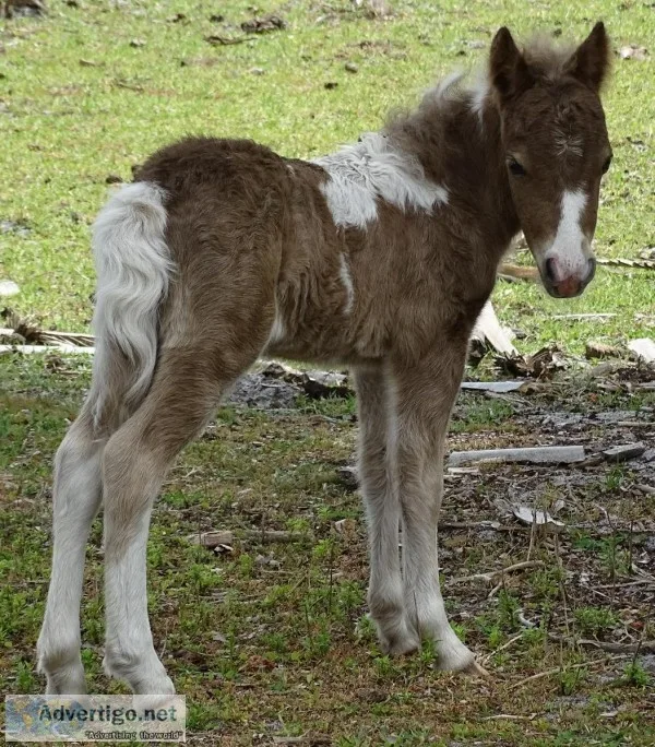 Miniature Horse Colt For Sala or Trade