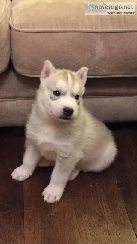 Siberian Husky Puppies