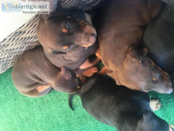 Doberman pincher puppy