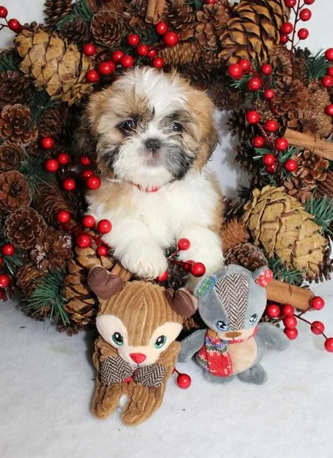Clean vaccinated potty trained Shih Tzu puppies