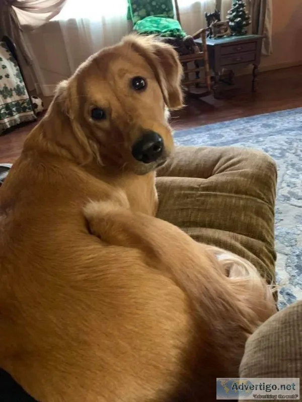 Female golden retriever one year old