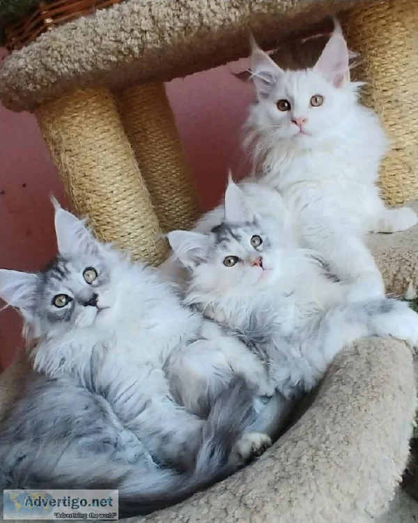 Maine Coon Kittens Ready to Go Now.