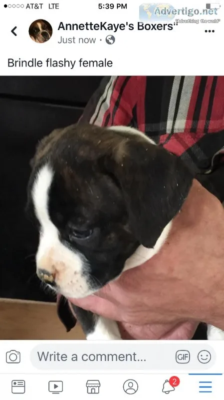 AKC boxers