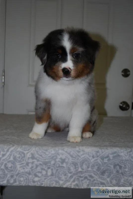AKC Miniature American Shepherds  Mini Aussies