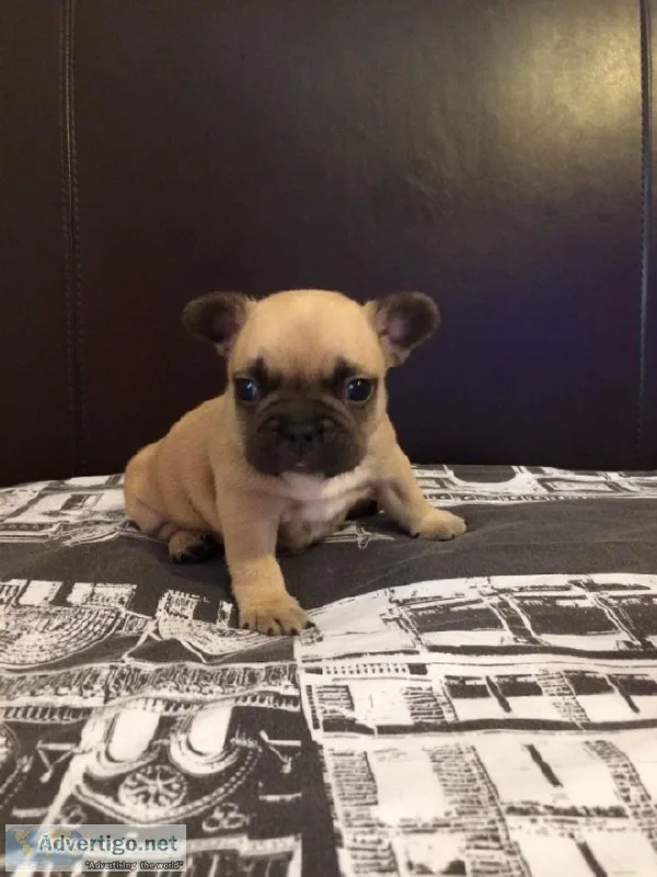 Pug puppies PEDIGREE top quality