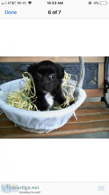 2 month old Pomchi