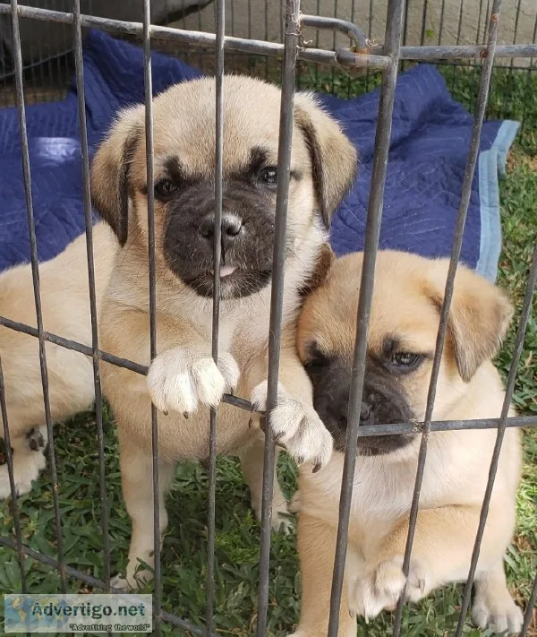 Pug mix puppies