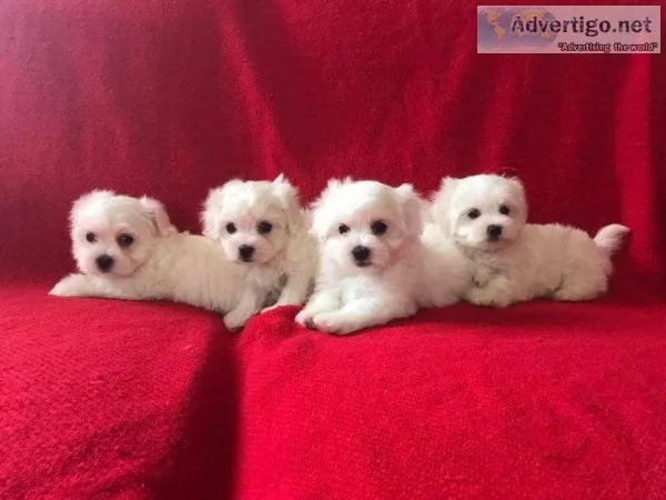 ADORABLE MF MALTESE PUPPIES FOR REHOMING TEXT 973 475 5157