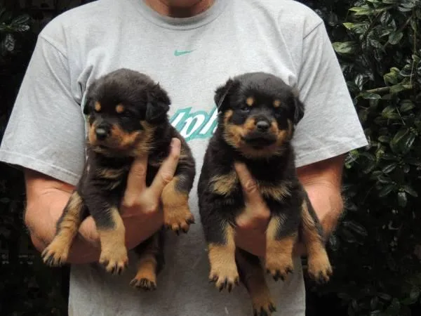 Rottweiler pups