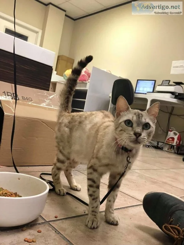 Beautiful Bengal Cat for sale