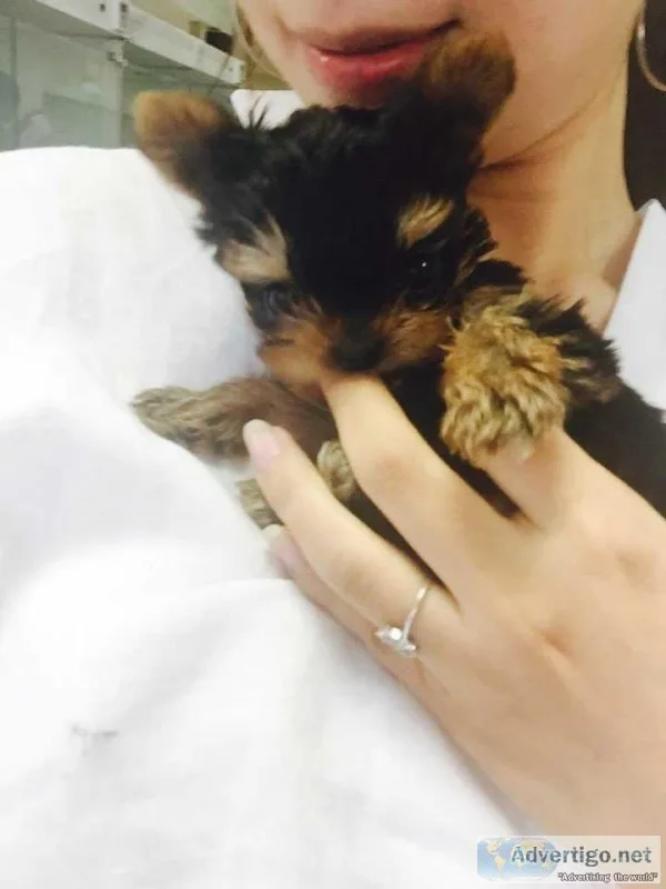 Teacup Yorkie Puppies MF ready