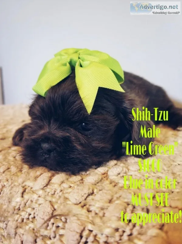 Shihtzu