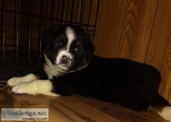 Australian Shepherd Puppies