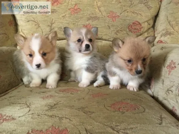 Top Quality Corgi Puppies
