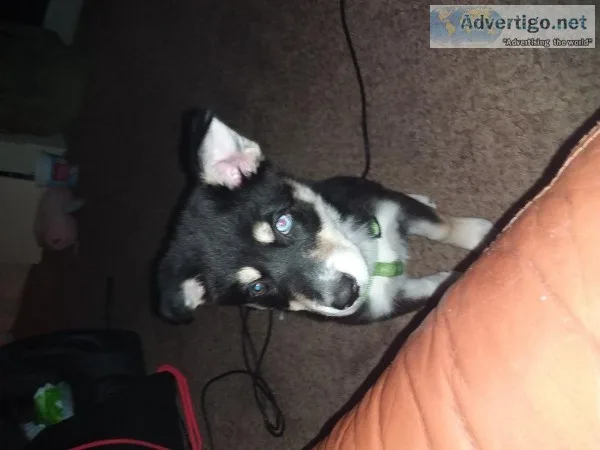 Siberian husky