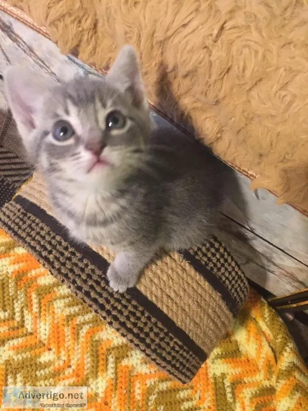 8 weeks old tabby kittens